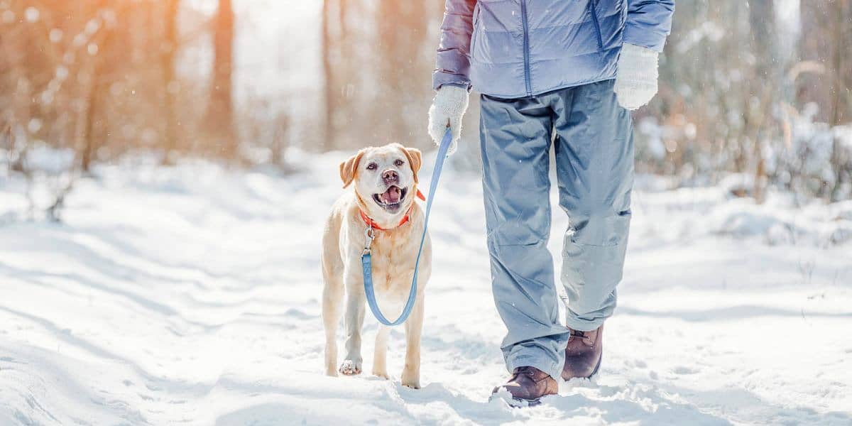How Your State Determines Pet Custody in Divorce
