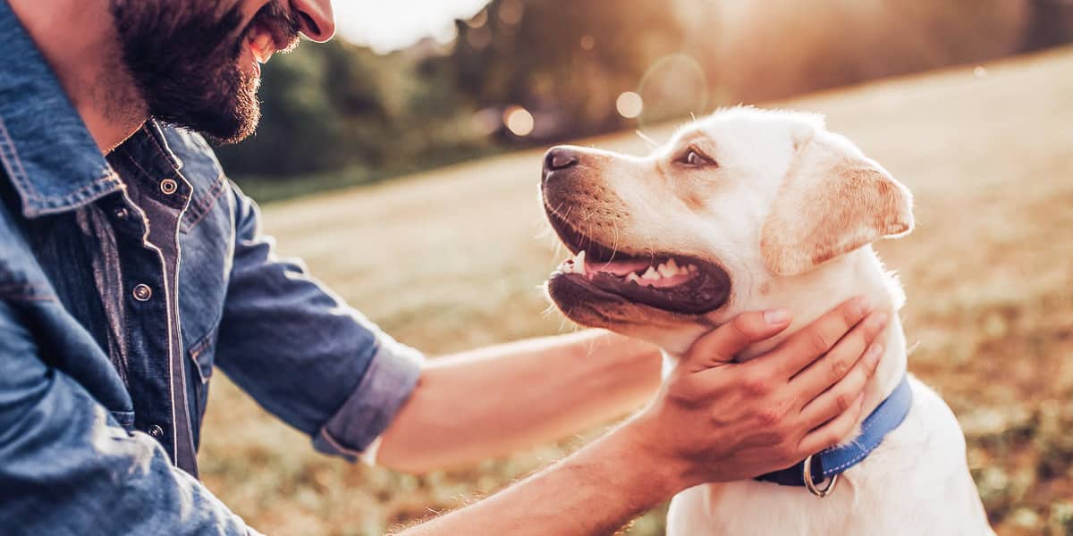 Who Gets the Dog or Other Pet in a Divorce?